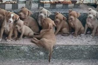 pitbull red nose