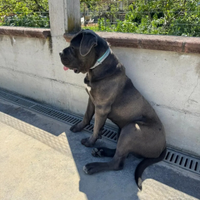 Cuccioli di cane corso