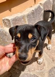 Jack Russell fidanzato