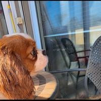 Cavalier King Pedegree Enci