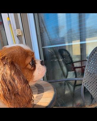 Cavalier King Pedegree Enci