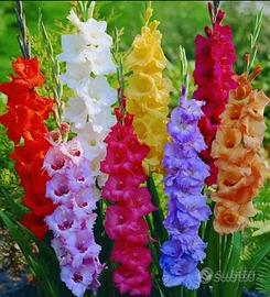 Bulbi GLADIOLI MIX COLORI