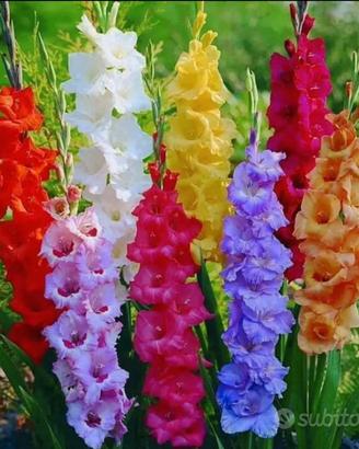 Bulbi GLADIOLI MIX COLORI