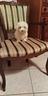 cuccioli-di-maltese