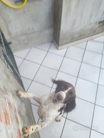 Cucciolona di springer