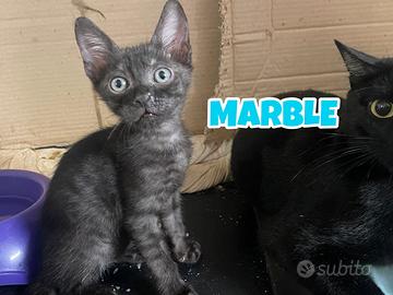 Marble e Ninety, gattini di tre mesi