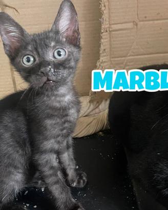 Marble e Ninety, gattini di tre mesi