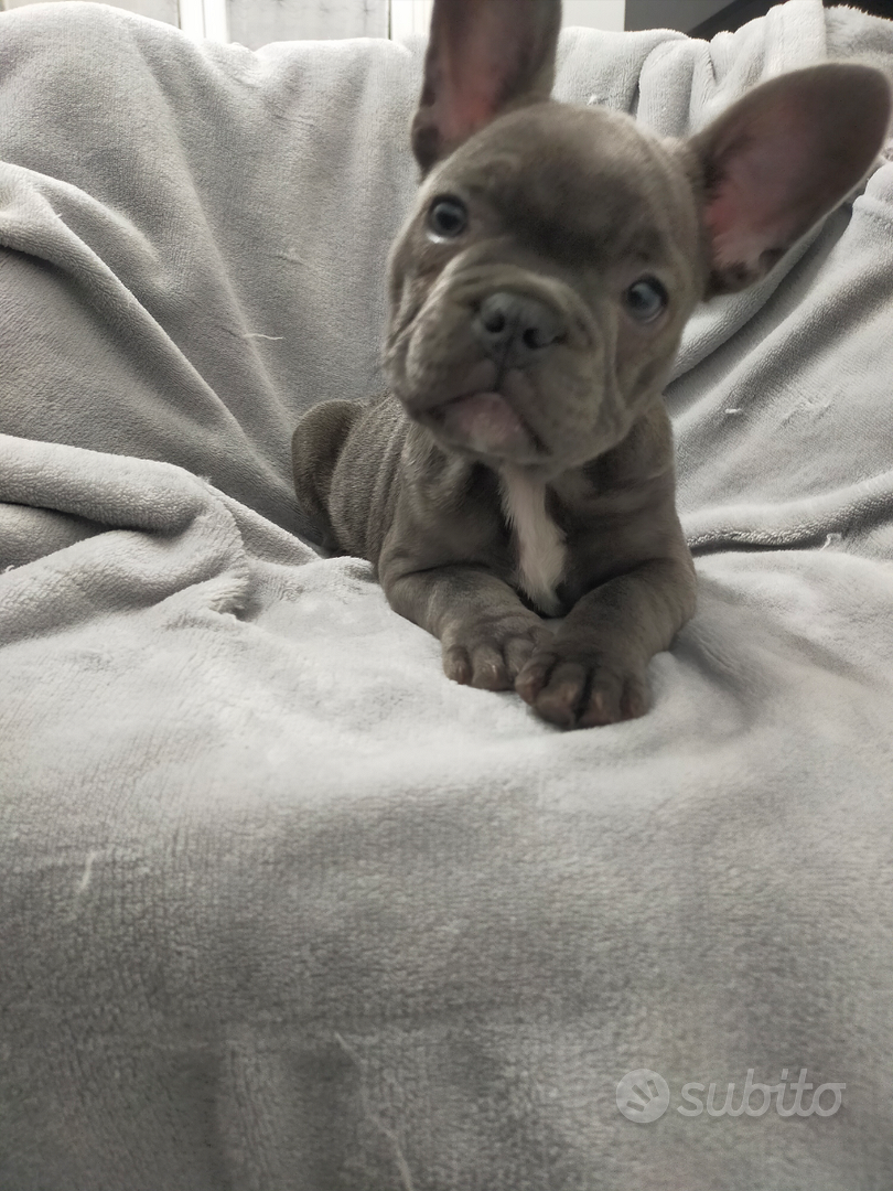 Bulldog Francese Total Blue Cucciolo Occhi Azzurri  French bulldog  puppies, French bulldog, Bulldog puppies