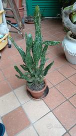 piante grasse 