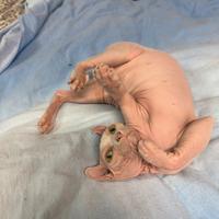Sphynx Canadese tipo Elf solo per famiglia seria