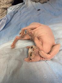 Sphynx Canadese tipo Elf solo per famiglia seria