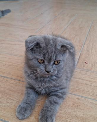 Meravigliosi gattini Scottish (fold e straight )