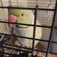 Parrocchetto dal collare