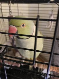 Parrocchetto dal collare