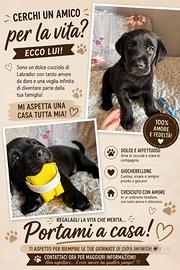 Cuccioli figli di Labrador - senza pedigree