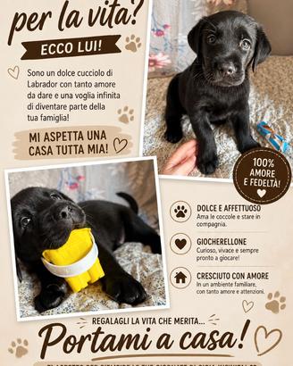 Cuccioli figli di Labrador - senza pedigree