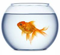 x PESCI :TETRA Goldfish -Gold Japan-145g.PIU' REG.