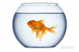 x PESCI :TETRA Goldfish -Gold Japan-145g.PIU' REG.