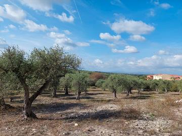 Oliveto a Sorso città