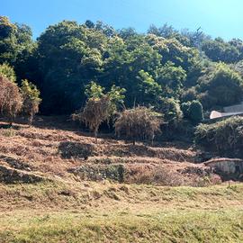 Terreno agricolo