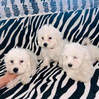 Maltese toy