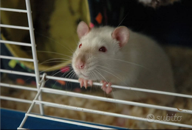 Ratto domestico