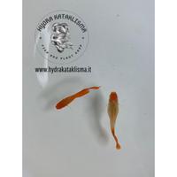Guppy Koi Albino Red Nose