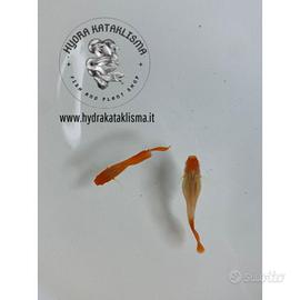 Guppy Koi Albino Red Nose