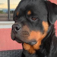 Rottweiler