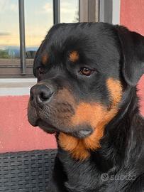 Rottweiler
