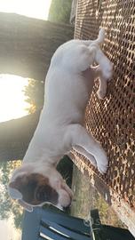 Jack russel