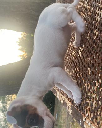 Jack russel