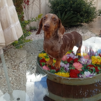 Bassotto per accoppiamento