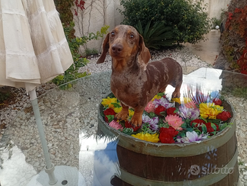 Bassotto per accoppiamento