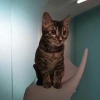 Gatto Bengala Maschio