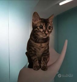 Gatto Bengala Maschio