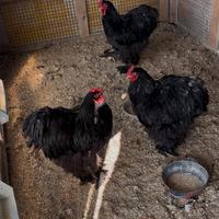 Tre galli di cocincina gigante Neri picchiettati