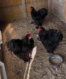 Tre galli di cocincina gigante Neri picchiettati