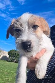 Jack russel terrier pelo ruvido 