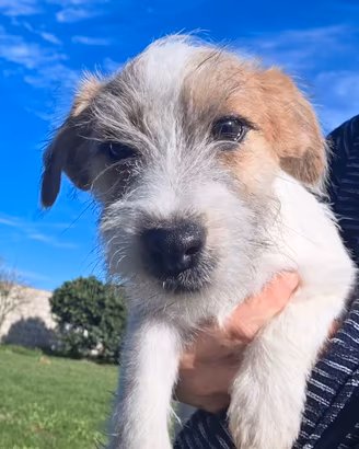 Jack russel terrier pelo ruvido 