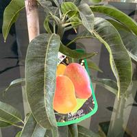 Pianta