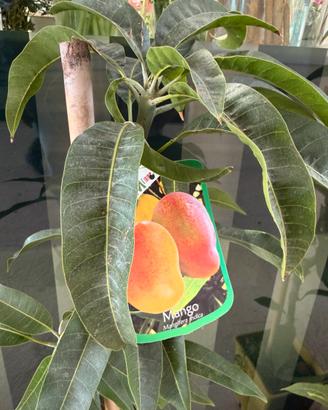 Piante di mango e avocado