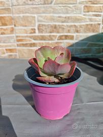 echeveria big Red  pianta grassa 