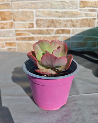 echeveria big Red  pianta grassa 
