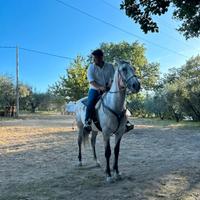 Cavallo ANGLOARABO SARDO