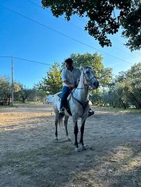 Cavallo ANGLOARABO SARDO