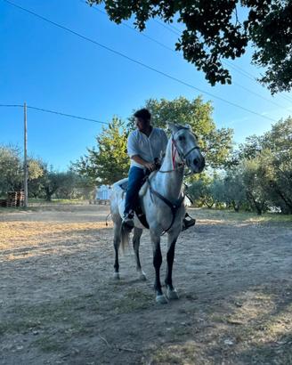 Cavallo ANGLOARABO SARDO