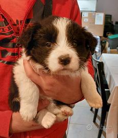 Cucciolo border collie