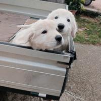 Cuccioli pastore abruzzese maremmano
