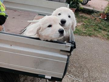 Cuccioli pastore abruzzese maremmano